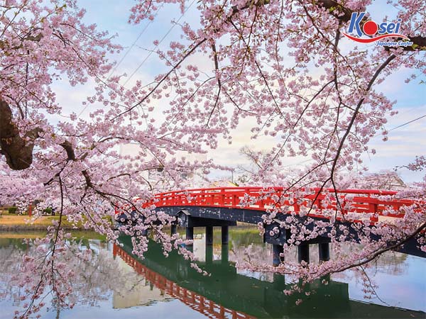 lễ hội hoa anh đào 